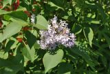 Syringa vulgaris. Часть ветви с соцветием. Камчатский край, Елизовский р-н, окр. пос. Раздольный, в культуре на дачном участке. 16.07.2015.