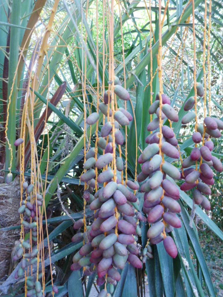 Image of Phoenix canariensis specimen.