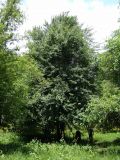 Pyrus pyraster