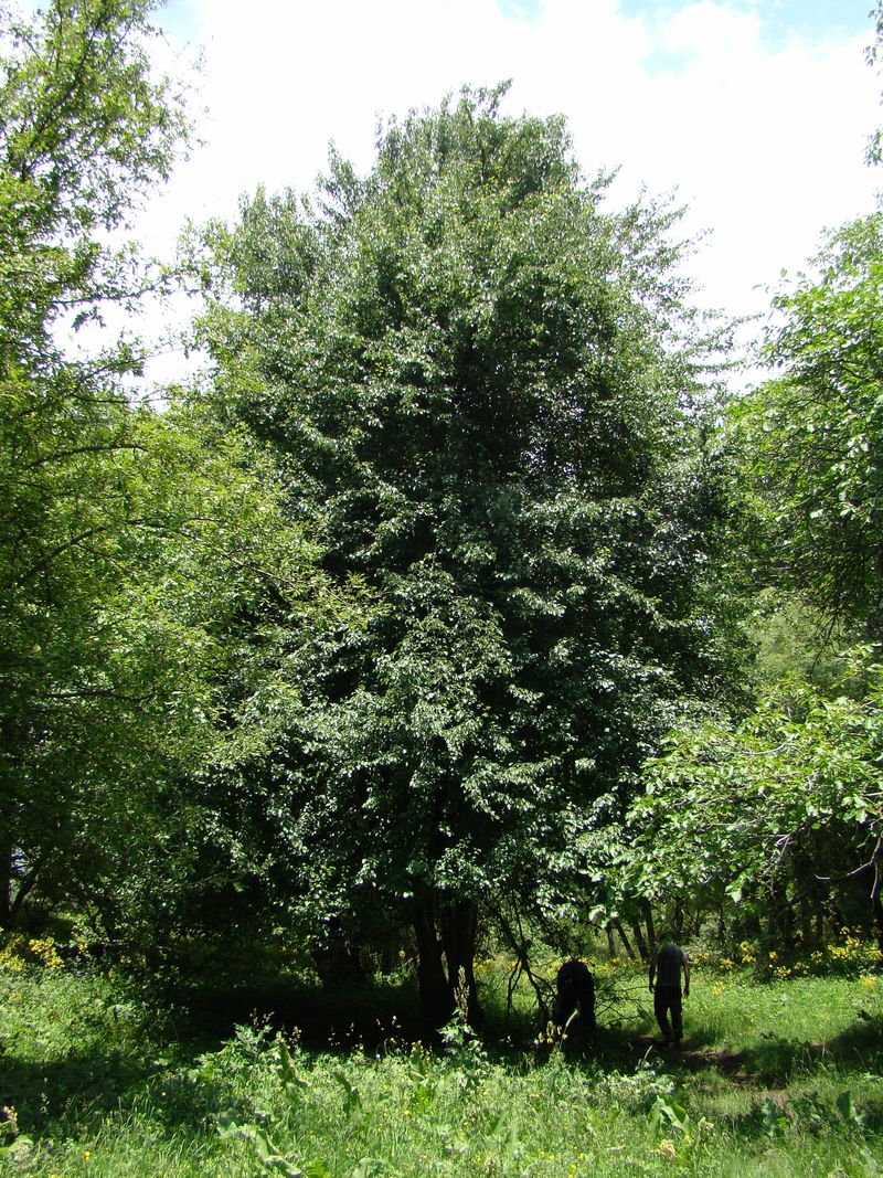 Image of Pyrus pyraster specimen.