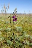Verbascum phoeniceum
