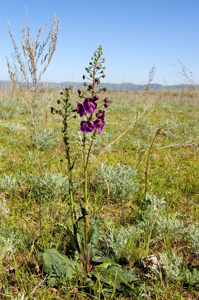 Image of Verbascum phoeniceum specimen.