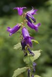 Campanula latifolia. Верхушка цветущего растения. Адыгея, Майкопский р-н, плато Лаго-Наки, хр. Каменное Море, субальпийский луг. 19.07.2015.