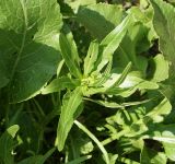 Armoracia rusticana