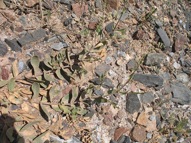 Image of Gypsophila perfoliata specimen.