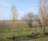 genus Salix