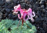 Dicentra peregrina. Соцветие. Сахалинская обл., Южно-Курильский р-н, о-в Кунашир, юго-восточный склон влк. Тятя. 12.08.2014.