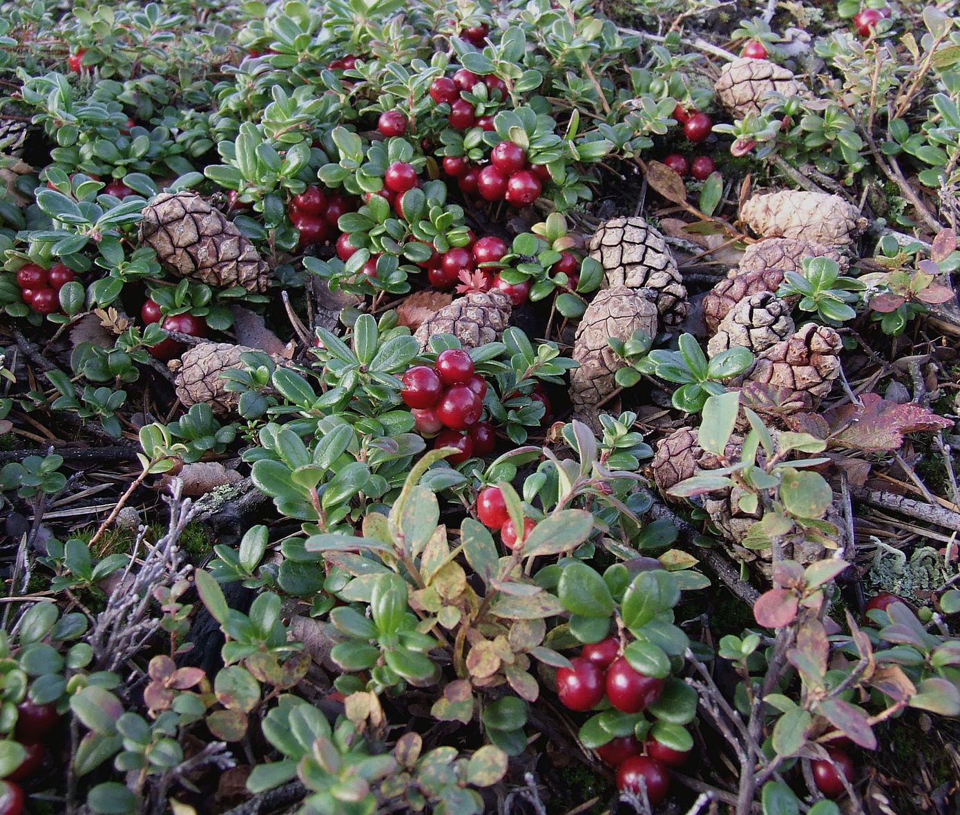 Image of Vaccinium vitis-idaea var. minus specimen.