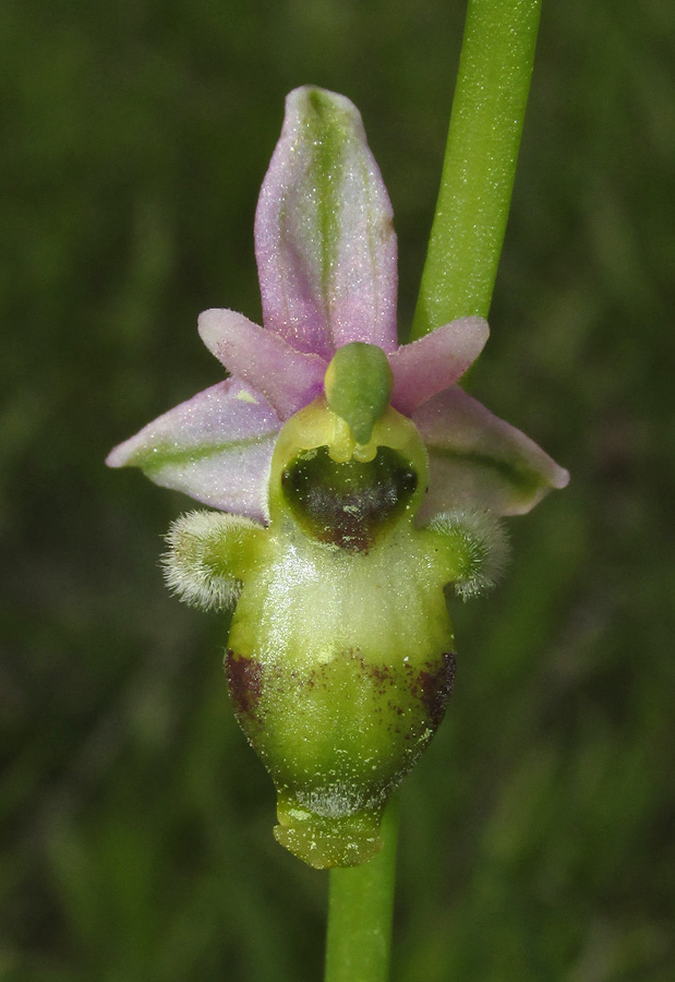 Изображение особи Ophrys oestrifera.