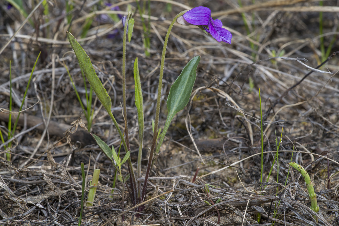 Image of Viola gmeliniana specimen.