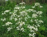 Clematis recta. Верхушка цветущего растения. Украина, Киевская обл., Киево-Святошинский р-н, лесной заказник \"Жуков хутор\", опушка смешанного леса. 27.05.2016.