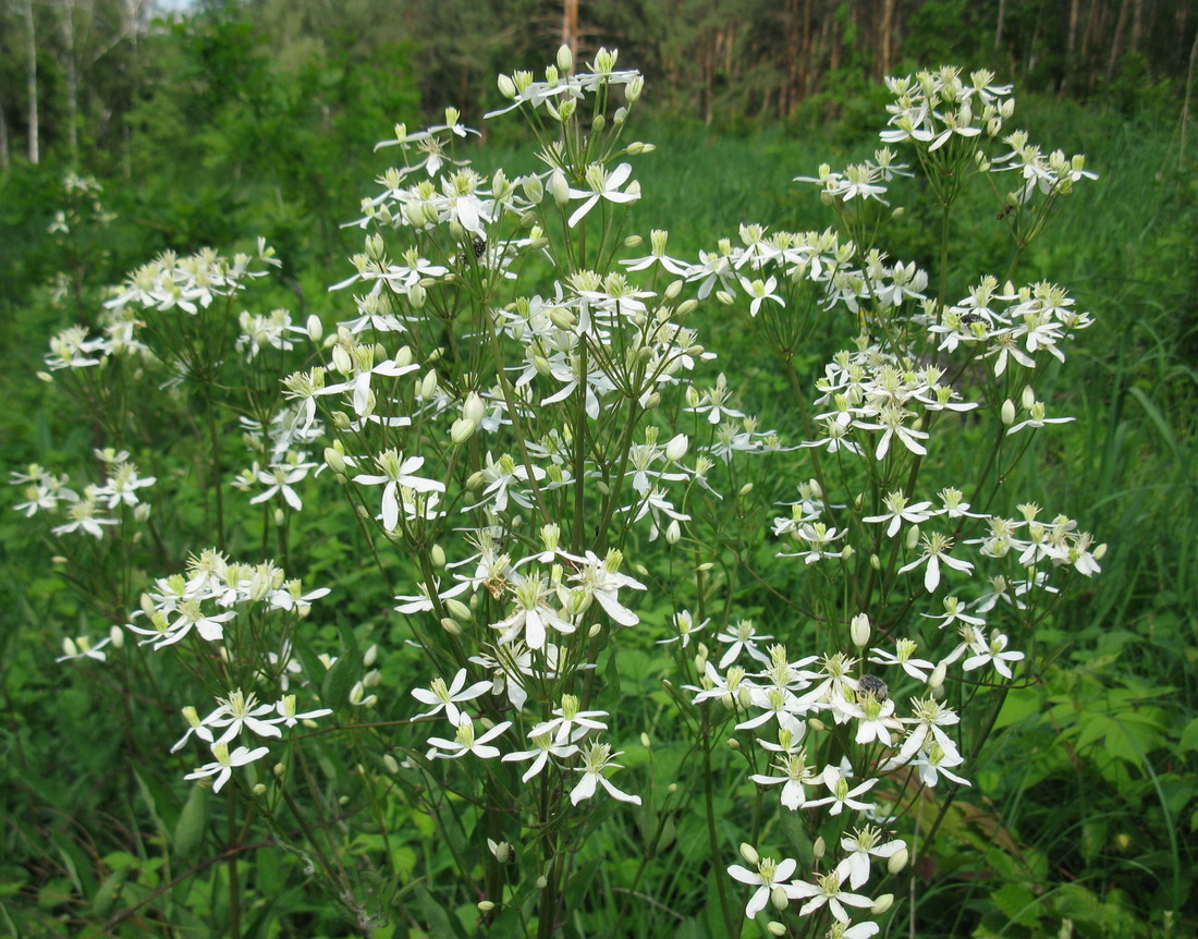 Image of Clematis recta specimen.