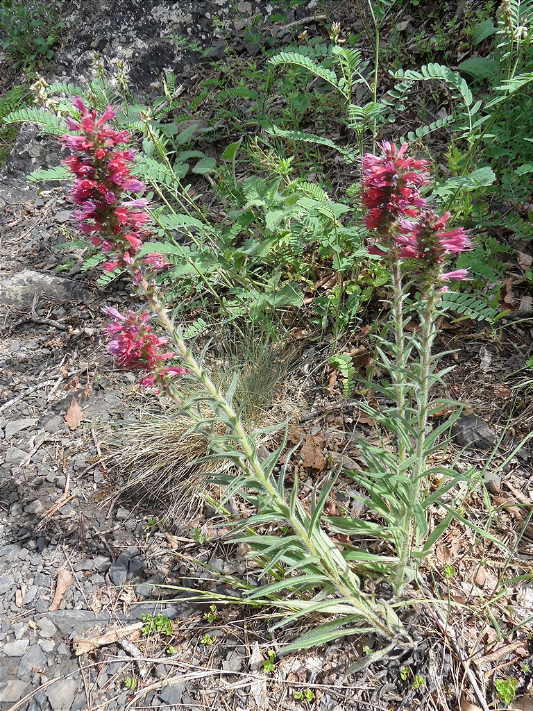 Image of Echium russicum specimen.