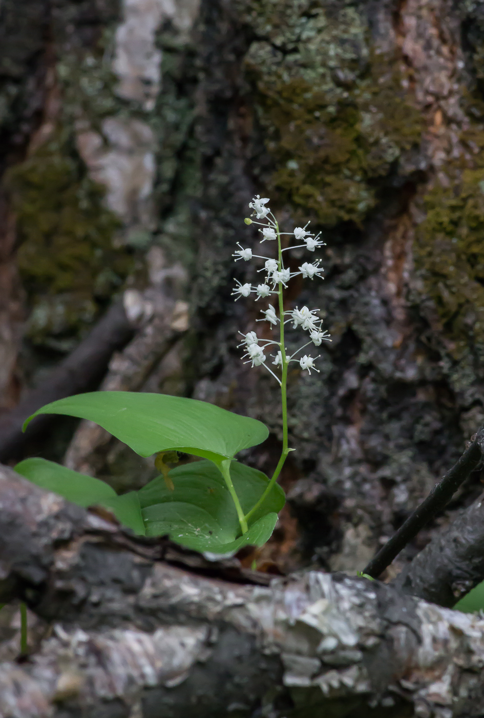 Изображение особи Maianthemum bifolium.