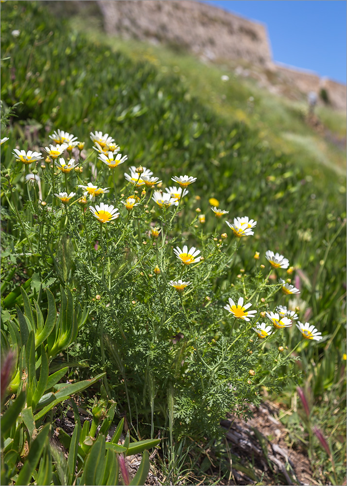 Изображение особи Glebionis coronaria.