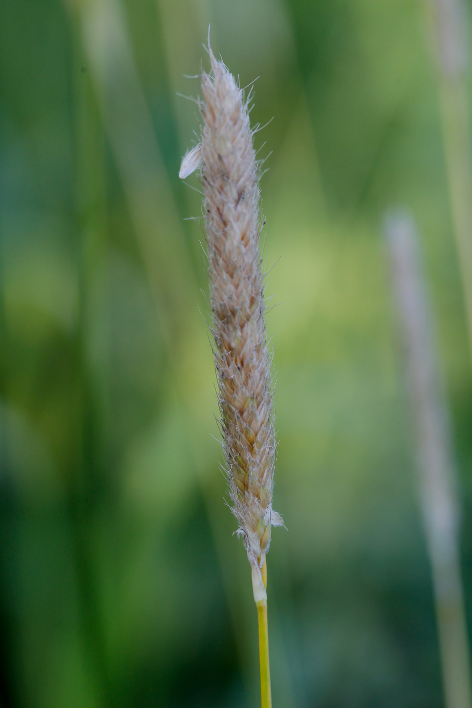 Изображение особи Alopecurus pratensis.