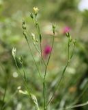 Linum corymbulosum. Верхушка растения с соцветием. Крым, Бахчисарайский р-н, окр. с. Трудолюбовка, петрофитная степь на выходе вулканогенной породы. 15.06.2016.