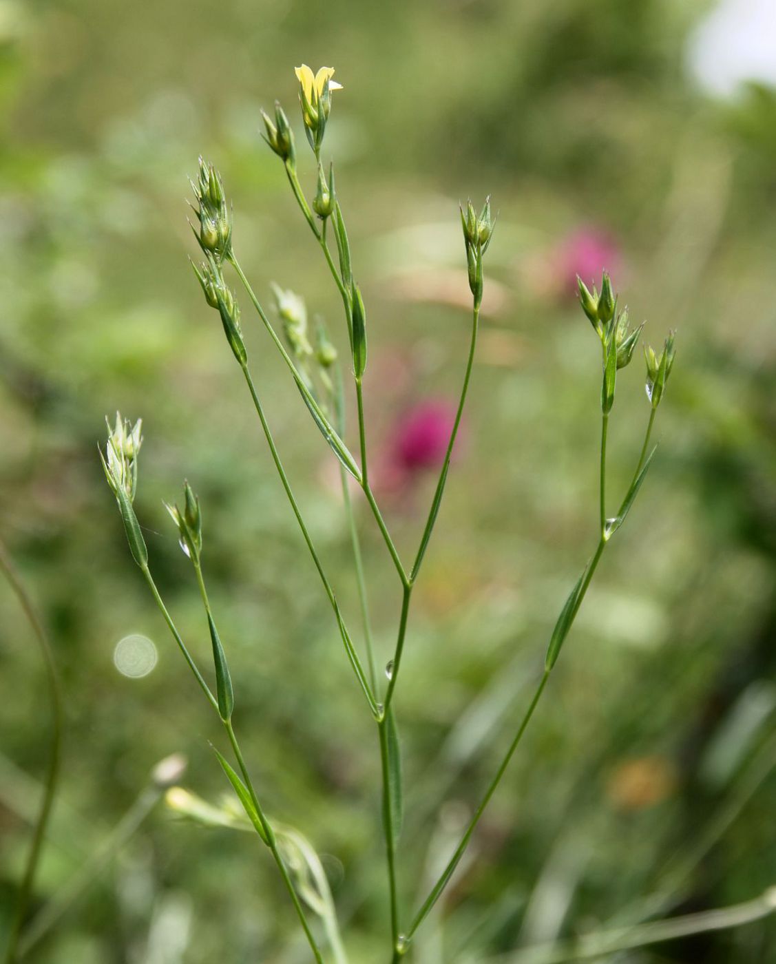 Изображение особи Linum corymbulosum.