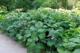 Macleaya cordata. Расцветающие растения. Москва, филиал Ботсада МГУ \"Аптекарский огород\", теневой сад. 03.06.2014.