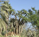 Pachypodium lamerei. Вегетирующее растение. Израиль, Шарон, г. Тель-Авив, ботанический сад \"Сад кактусов\". 27.12.2015.
