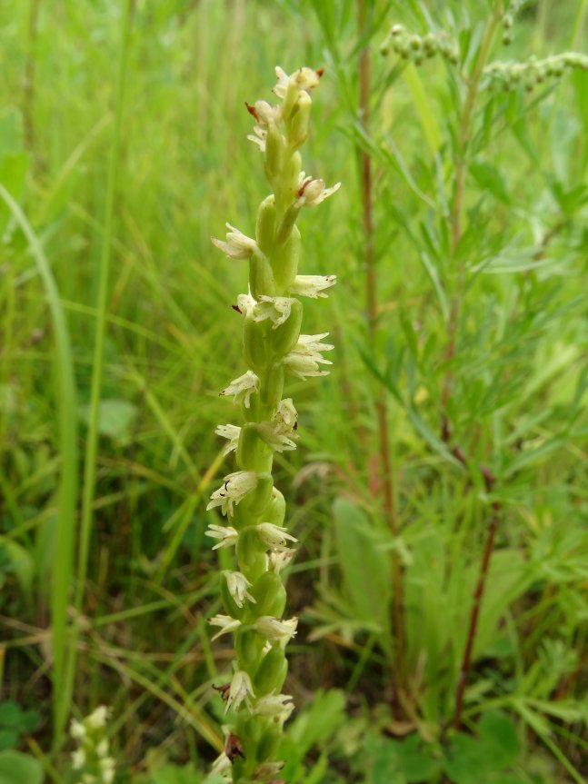 Image of Herminium monorchis specimen.