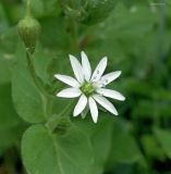 Myosoton aquaticum