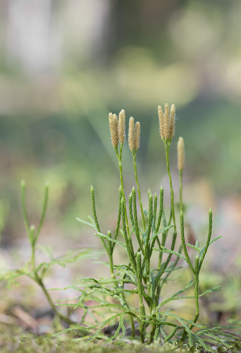 Image of Diphasiastrum complanatum specimen.