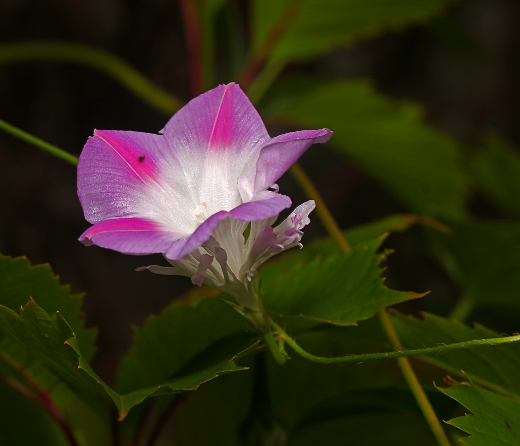 Изображение особи Ipomoea purpurea.