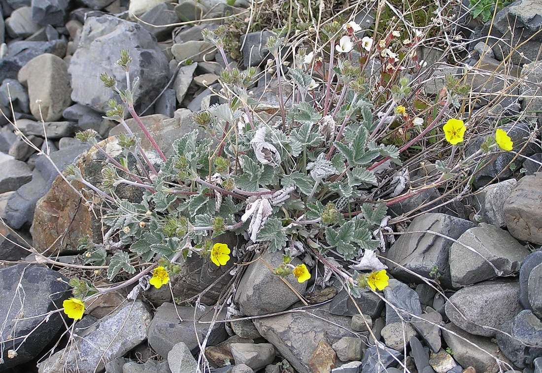 Изображение особи Potentilla crebridens.