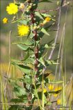 Hieracium robustum