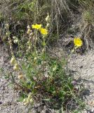 Helianthemum nummularium