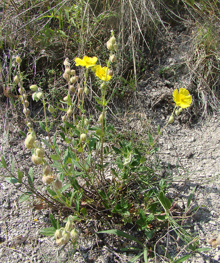 Image of Helianthemum nummularium specimen.