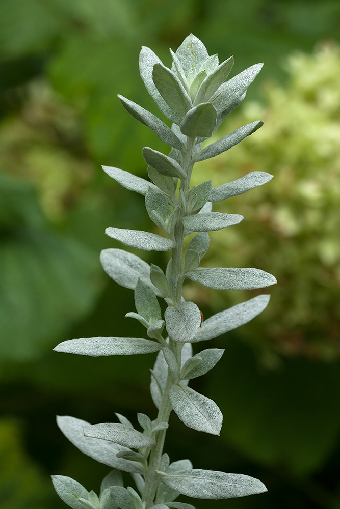 Image of Artemisia ludoviciana specimen.