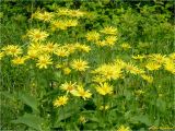 Doronicum austriacum. Верхушки цветущих растений. Украина, Ивано-Франковская обл., Поляницкий региональный ландшафтный парк, ур. Герчи. 02.06.2013.