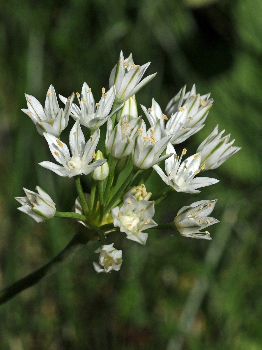 Изображение особи Allium lacunosum var. davisiae.