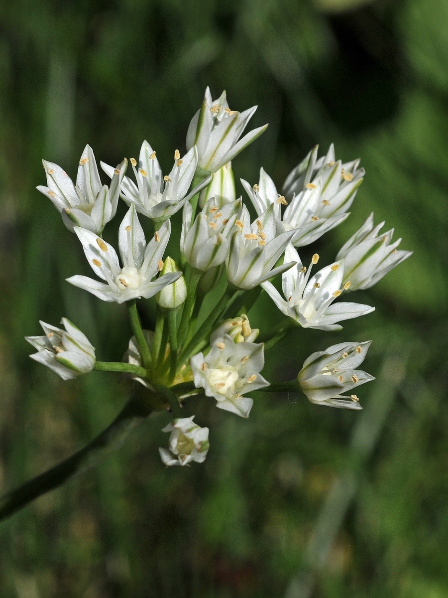 Image of Allium lacunosum var. davisiae specimen.