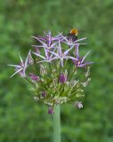 Allium cristophii