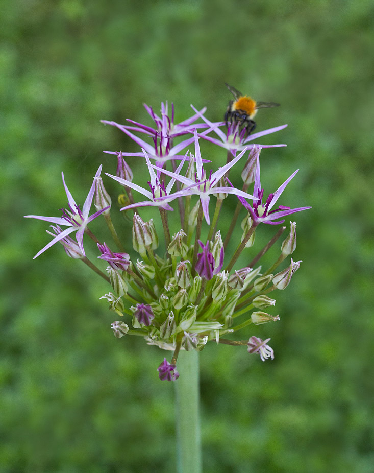 Изображение особи Allium cristophii.