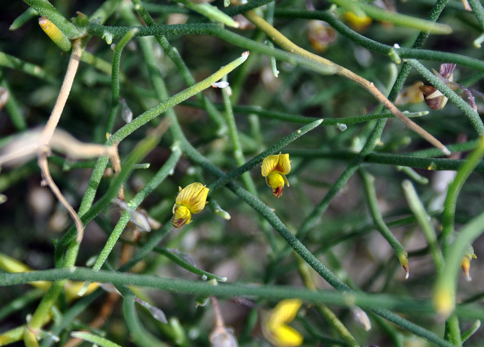 Image of Crotalaria aegyptiaca specimen.