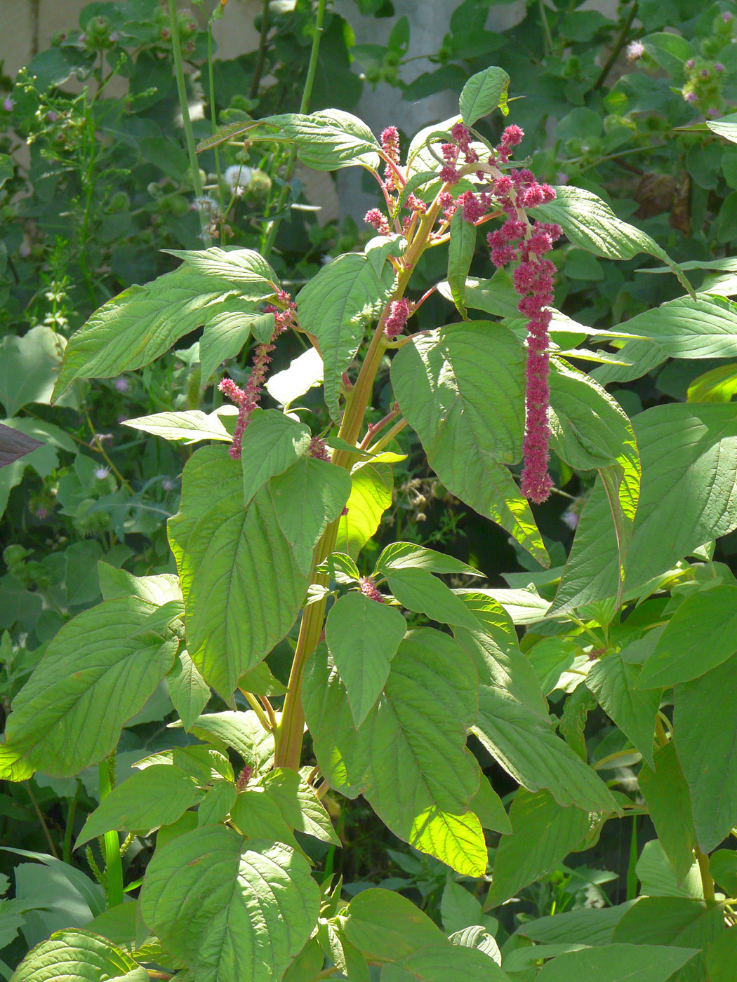 Изображение особи Amaranthus caudatus.