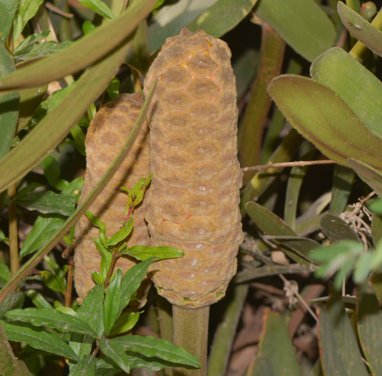 Image of Zamia furfuracea specimen.