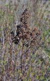 Spiraea alba