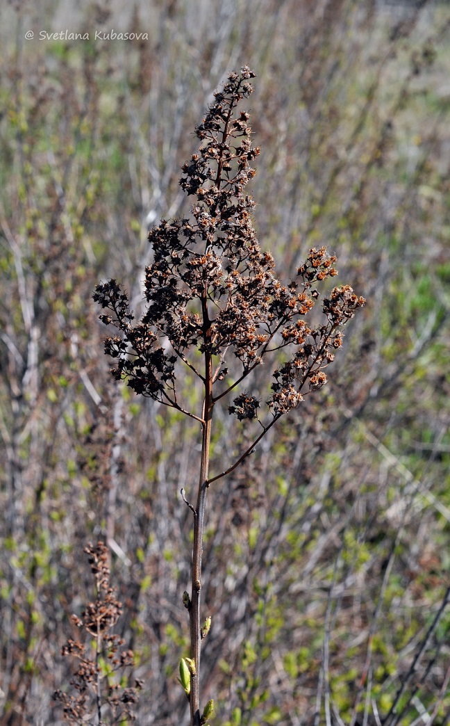 Image of Spiraea alba specimen.