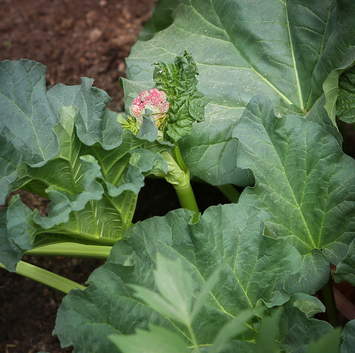 Изображение особи Rheum rhabarbarum.