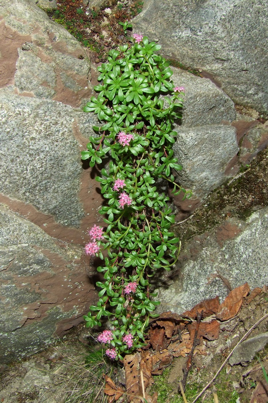 Image of Hylotelephium cyaneum specimen.