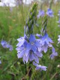 Veronica jacquinii