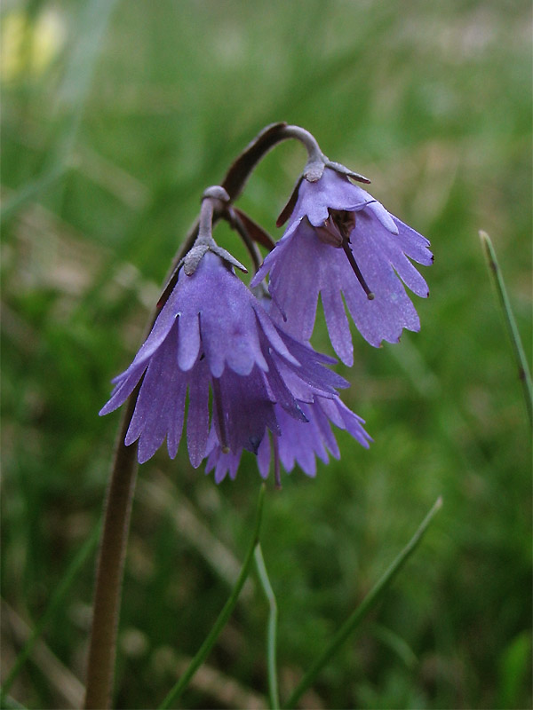 Image of Soldanella hungarica specimen.