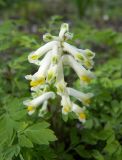 Pseudo-fumaria alba