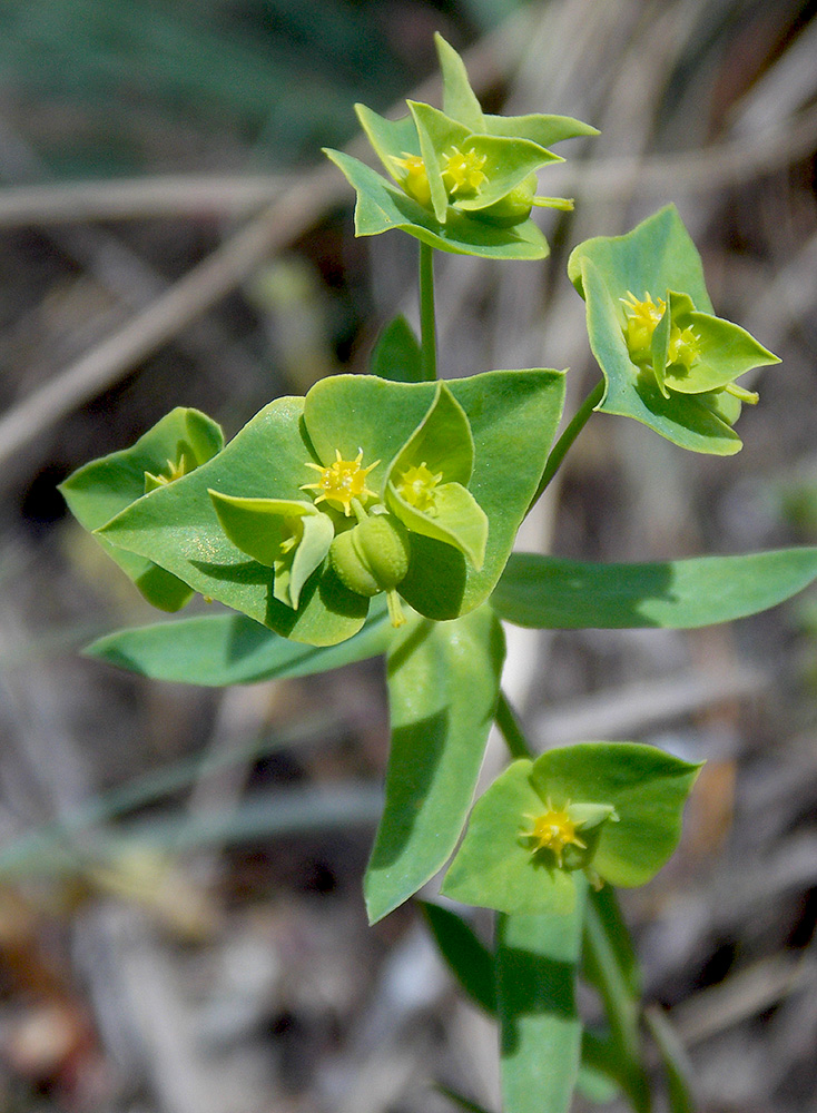 Изображение особи Euphorbia taurinensis.