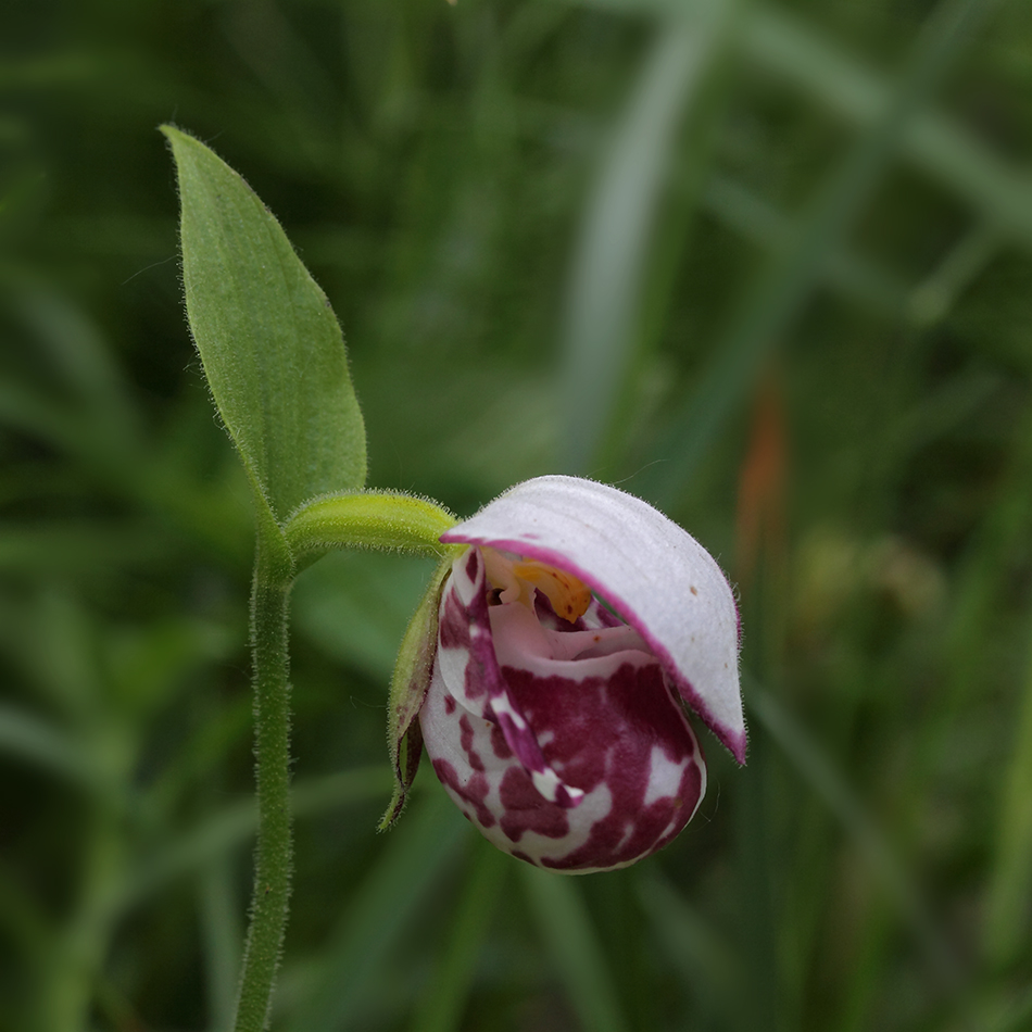 Изображение особи Cypripedium guttatum.